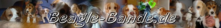 Beagle-Bande.de